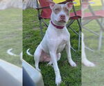 Small American Staffordshire Terrier
