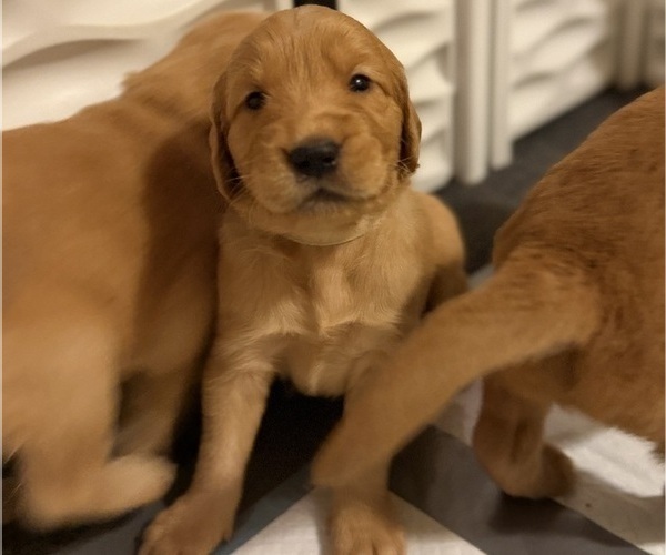 Medium Photo #11 Golden Retriever Puppy For Sale in SACRAMENTO, CA, USA