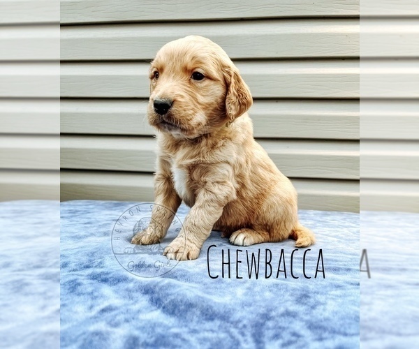 Medium Photo #1 Golden Retriever Puppy For Sale in HESPERIA, MI, USA