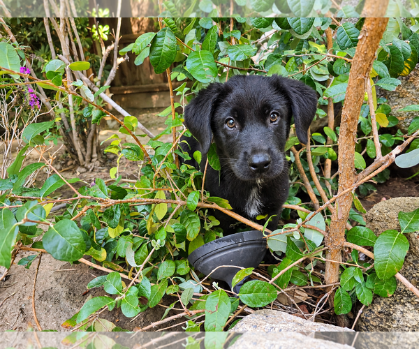 Medium Photo #4 Labrador Retriever-Unknown Mix Puppy For Sale in Clovis, CA, USA