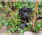 Small #3 Labrador Retriever Mix