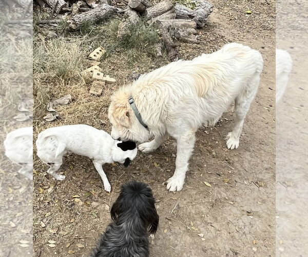 Medium Photo #8 Great Pyrenees Puppy For Sale in Dallas, TX, USA