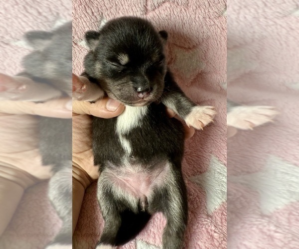 Medium Photo #6 Pomsky-Shiba Inu Mix Puppy For Sale in NASHUA, NH, USA