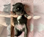 Small #5 Pomsky-Shiba Inu Mix