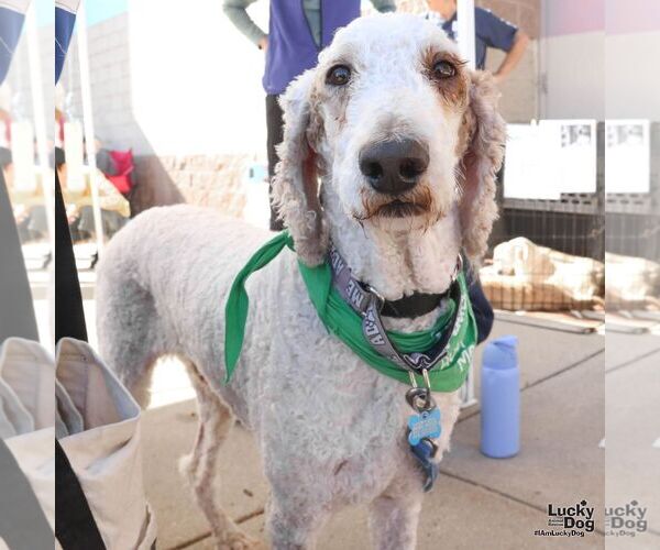 Medium Photo #7 Poodle (Standard)-Unknown Mix Puppy For Sale in Washington, DC, USA