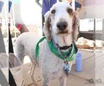Small Photo #7 Poodle (Standard)-Unknown Mix Puppy For Sale in Washington, DC, USA