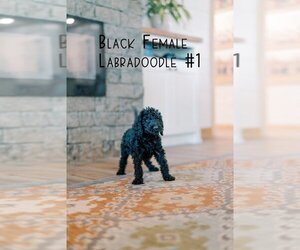 Labradoodle Puppy for sale in BARRY, TX, USA