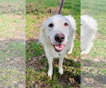 Small #7 Great Pyrenees