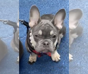 French Bulldog Puppy for sale in SARASOTA, FL, USA