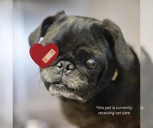 Pug-Unknown Mix Dogs for adoption in San Antonio, TX, USA