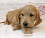 Puppy 6 Labradoodle