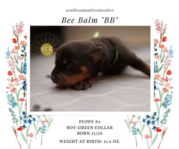 Full screen Photo #5 Rottweiler Puppy For Sale in VANCOUVER, WA, USA
