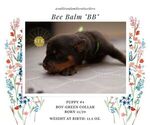 Small Photo #5 Rottweiler Puppy For Sale in VANCOUVER, WA, USA