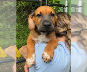 Mutt Dogs for adoption in Elmsford, NY, USA