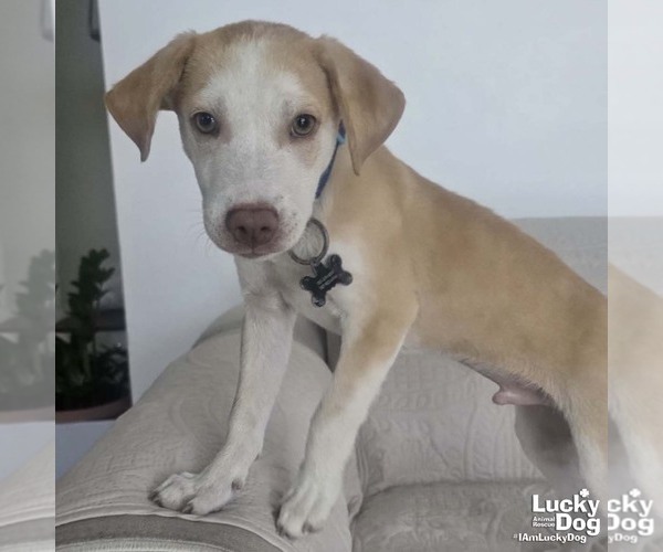 Medium Photo #4 Labrador Retriever-Unknown Mix Puppy For Sale in Washington, DC, USA