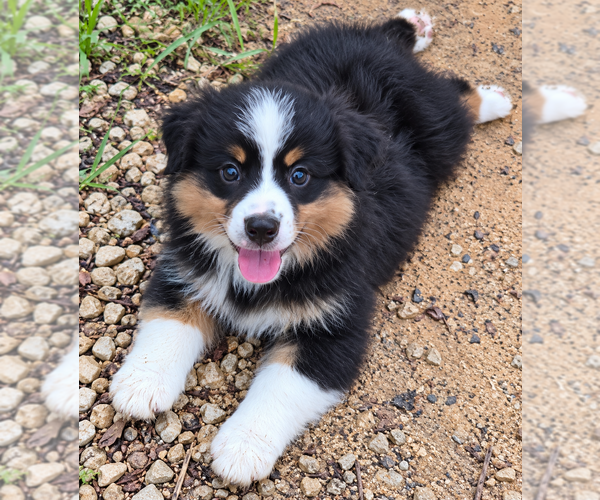 Medium Photo #1 Miniature American Shepherd Puppy For Sale in GREENVILLE, FL, USA