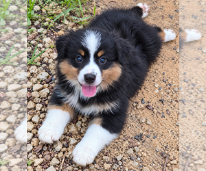 Miniature American Shepherd Puppy for sale in GREENVILLE, FL, USA