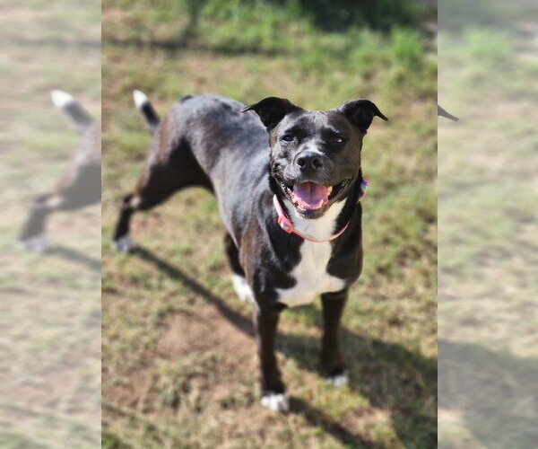 Medium Photo #14 American Staffordshire Terrier-Unknown Mix Puppy For Sale in Rosenberg, TX, USA