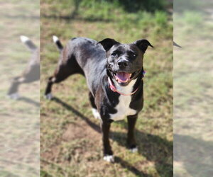 Ember - Female American Staffordshire Terrier-Unknown Mix Dog for Adoption - Photo #14
