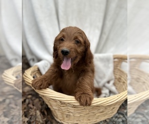 Goldendoodle (Miniature) Puppy for sale in PELHAM, NC, USA