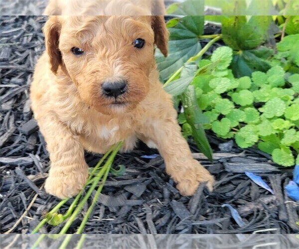 Medium Photo #7 Goldendoodle (Miniature) Puppy For Sale in PEMBROKE PINES, FL, USA