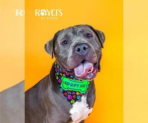 Mutt Dogs for adoption in West Valley, UT, USA