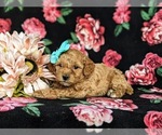 Small Photo #4 Bichpoo Puppy For Sale in CHRISTIANA, PA, USA