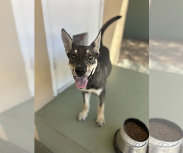 Medium Photo #3 Mutt Puppy For Sale in Phoenix, AZ, USA