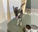 Small #2 Mutt