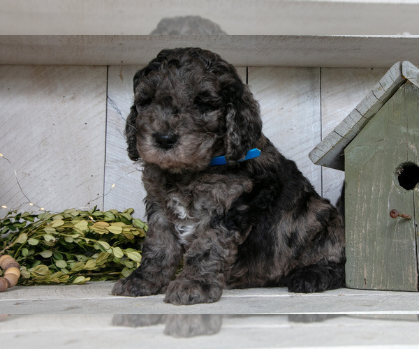 Medium Photo #1 Miniature Labradoodle Puppy For Sale in SUGARCREEK, OH, USA