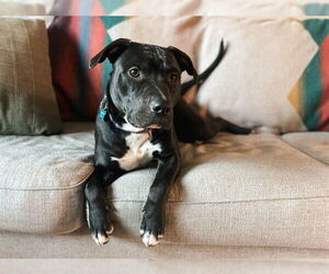 Mutt Dogs for adoption in McKinleyville, CA, USA