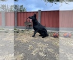 Small #49 German Shepherd Dog