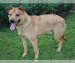 Small #6 American Pit Bull Terrier-Golden Retriever Mix