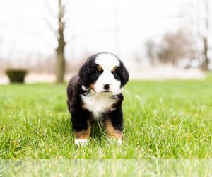 Bernese Mountain Dog Puppy for sale in WOLCOTTVILLE, IN, USA