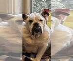 Small #3 Bulldog