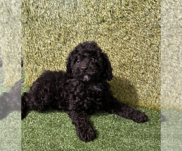 Medium Photo #4 Poodle (Miniature) Puppy For Sale in MIDDLEBURY, IN, USA