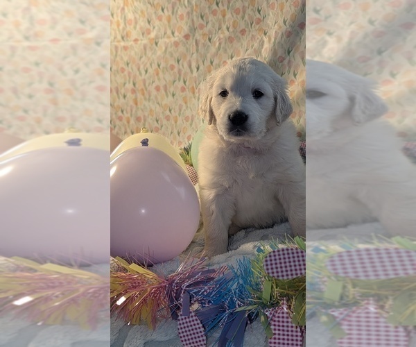 Medium Photo #11 Golden Retriever Puppy For Sale in MODESTO, CA, USA