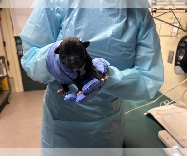 Medium Photo #1 Mutt Puppy For Sale in Pasadena, CA, USA