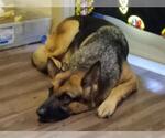 Small German Shepherd Dog