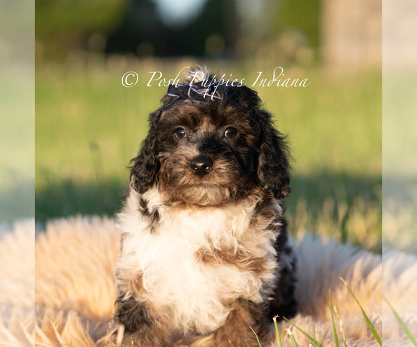 Medium Photo #19 Poodle (Miniature) Puppy For Sale in WARSAW, IN, USA