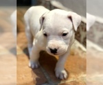 Small Photo #9 Dogo Argentino Puppy For Sale in AUSTIN, TX, USA
