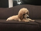 Small #27 Poodle (Standard)