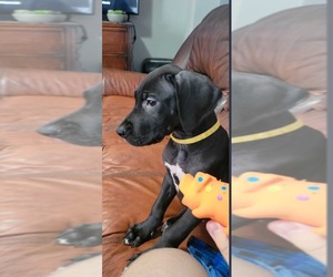 Great Dane Puppy for sale in Durham Bridge, New Brunswick, Canada