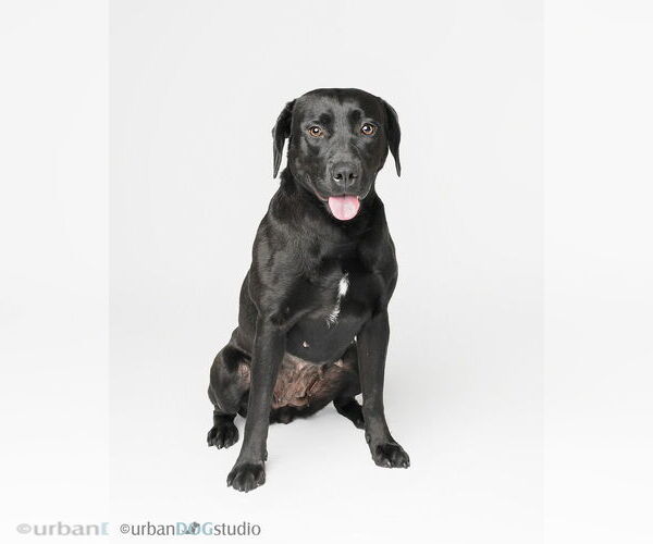 Medium Photo #5 Labrador Retriever-Unknown Mix Puppy For Sale in Tampa, FL, USA