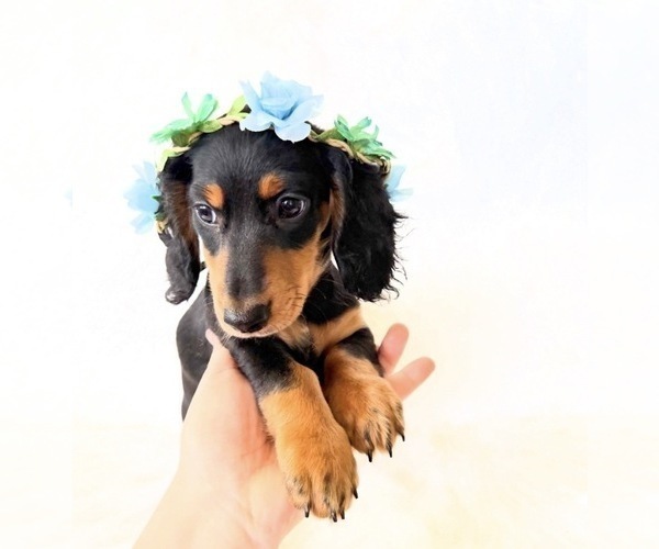 Medium Photo #8 Dachshund Puppy For Sale in DAVIS, CA, USA