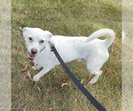 Small #4 Chihuahua Mix