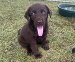 Puppy Belle Shepradors