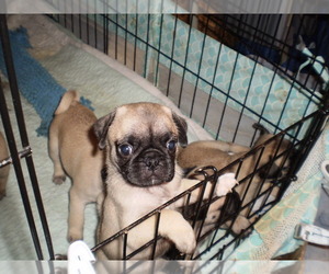 Pug Puppy for Sale in NEW CASTLE, Indiana USA