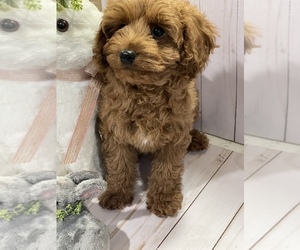 Cavapoo Puppy for sale in WORCESTER, MA, USA