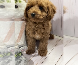 Medium Cavapoo